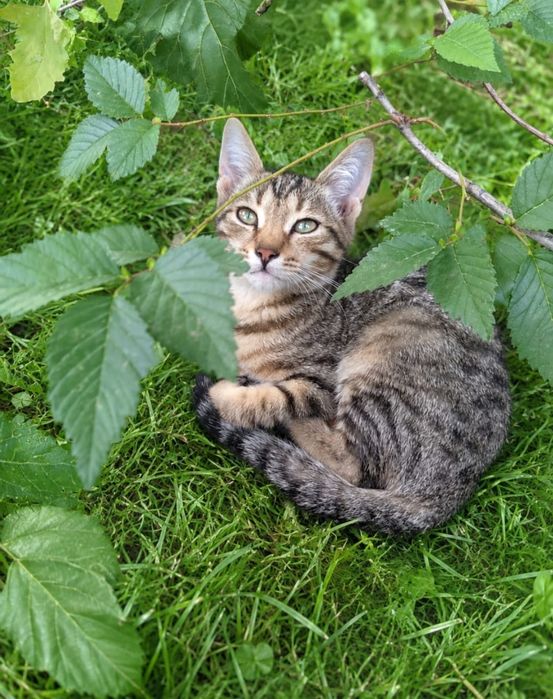 Котята в добрые руки! 4 месяца.