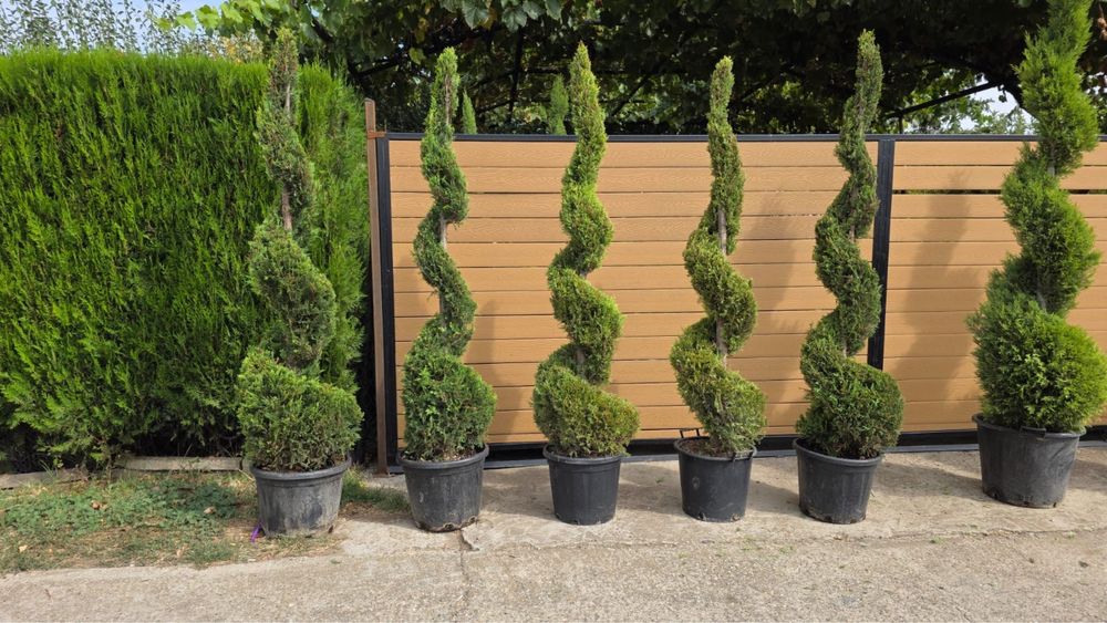 Amenajez gradini plante ornamentale