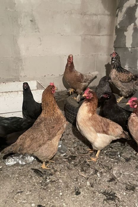 Продам куры домашние