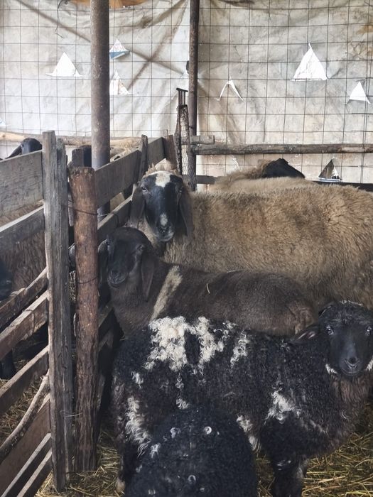 Vând berbeci berbecuți și oi carabase