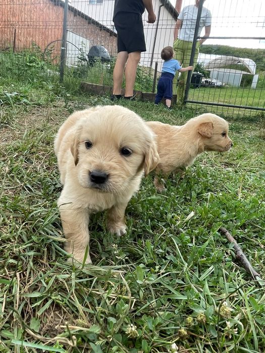Vând puiuți rasa Golden Retriever
