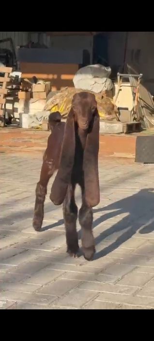 Козы Камори ЧП  козлик