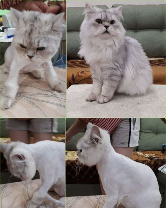 Стрижка собак кошек от 3500