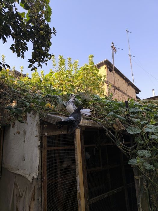 Kaptarlar zoti Pavlin