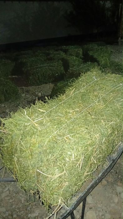 Жоңышқа 1500 тг ден