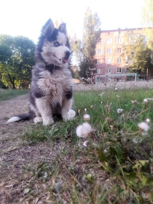 Хаски sotladi bolasi anik oladegan tel
