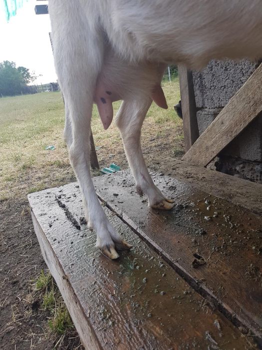 Vând capre cu iezi