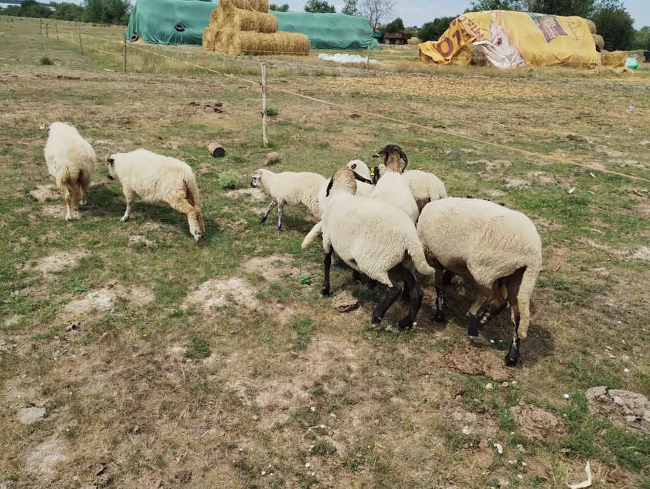 Vând oi și doi miei