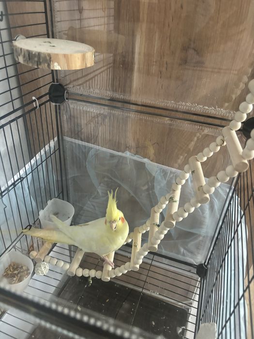 Продам попугай корэла