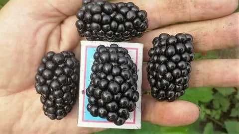 Лучшие Сортовые Саженцы Ежевики Без Шипов