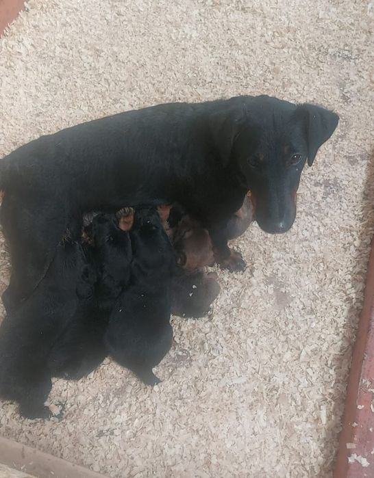 Ягдтерьера щенки