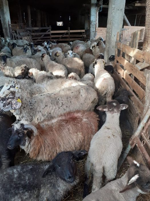 Vînd oi şi miei de lapte