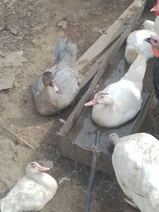 Продажа уток и курей