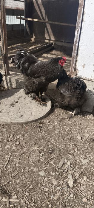 Петух Брама молодой