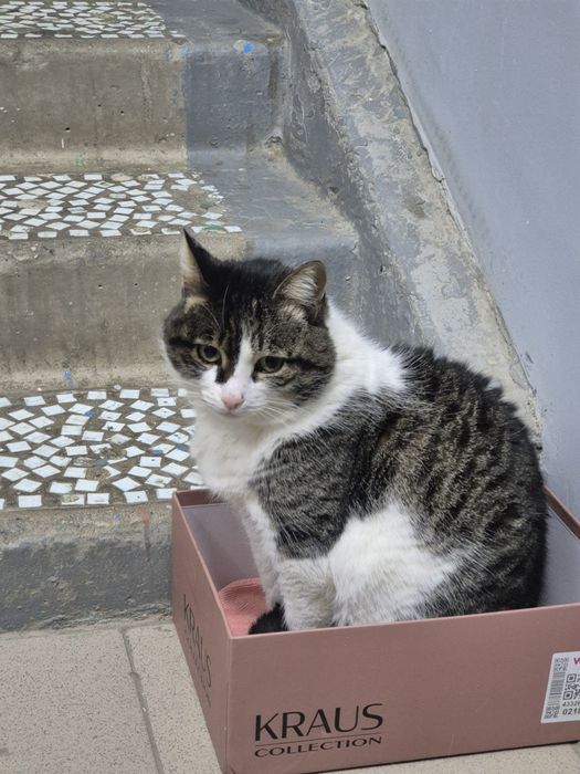 Кошечка ищет дом!