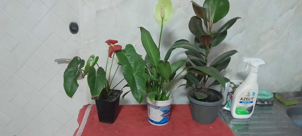 Цветы домашние ,женское счастье