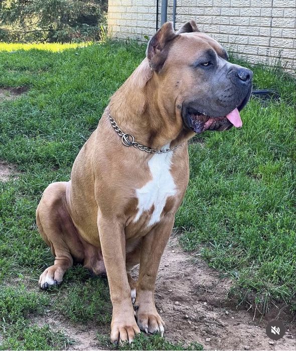 Кане корсо кученца