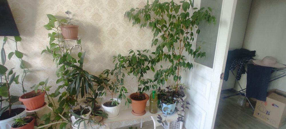 Продаются комнатные цветы