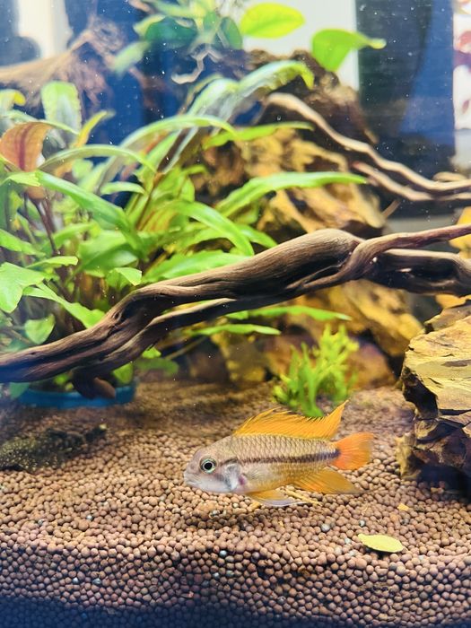 Продаем пару Апистограмм Какаду самец и самка, возраст 8 месяцев