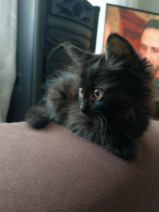 Котята бесплатно