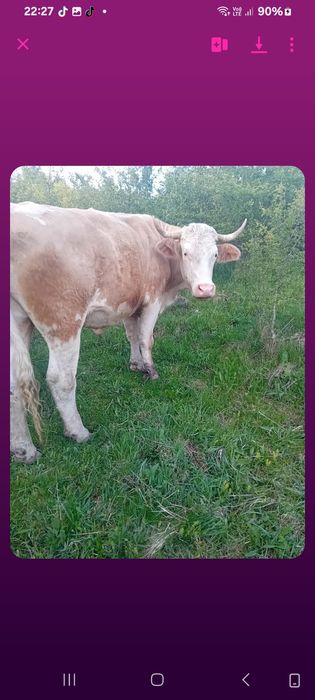 Boii de vânzare în jud Alba