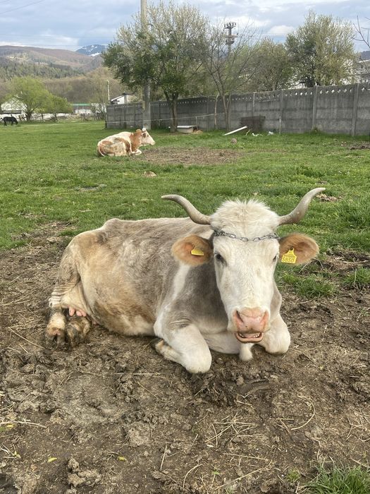 Vand vacă de taiere