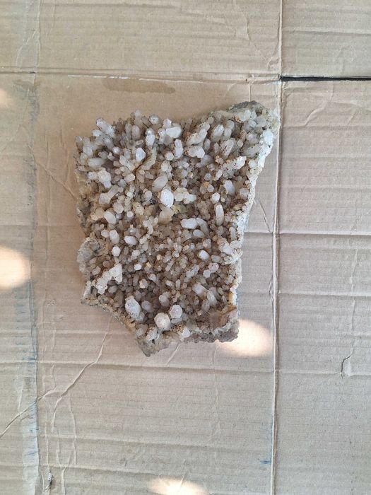 Flori de mina diferite.