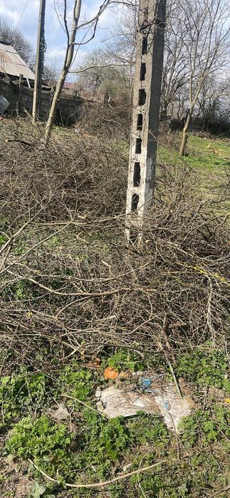 Crenguțe gratis lemne de foc