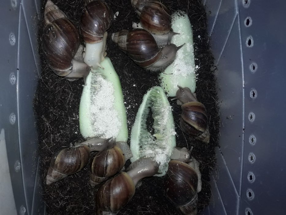 Улитка ахатин юз терапияси учун