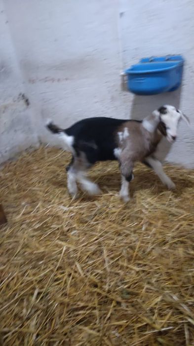 Vand 2 iede si un ied metisate din mama saan si tata anglonubian