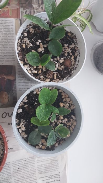 Продам комнатные цветы.