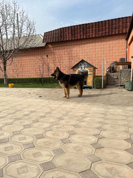 Овчарка, Восточноевропейская