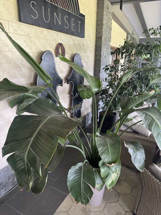 Plante naturale ( palmieri, etc) plante ornamentale