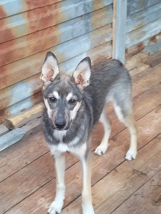 Дания - девочка в поисках дома!