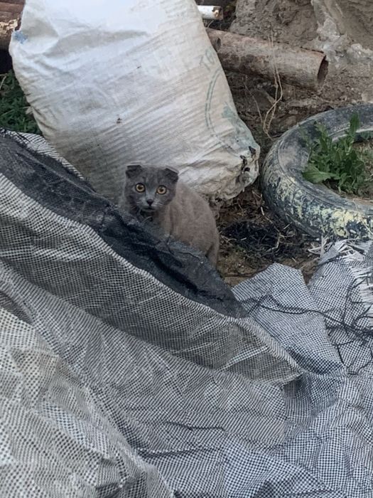 Шотланд мысык сатамын