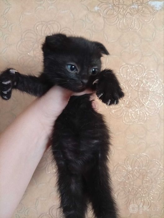 Отдам даром котят