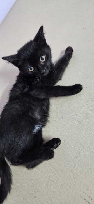 Отдам кошку в хорошие руки