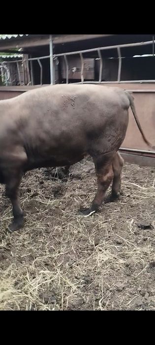 Быки с  откорма.