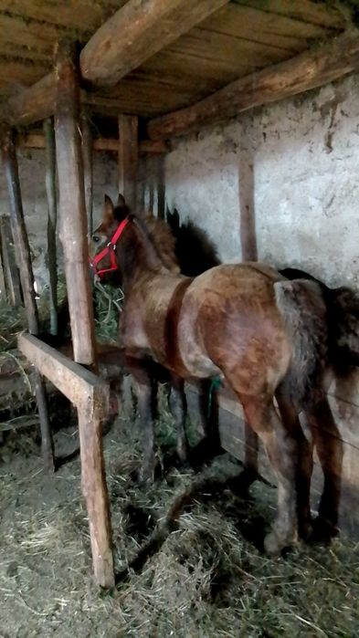 Mânz de 3 luni jumate de vânzare