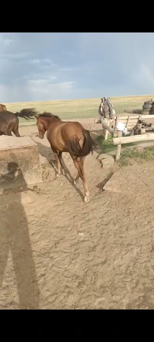 Байтал 2.5 жас Буаз