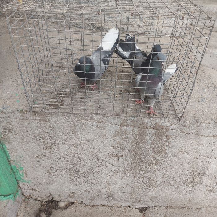 Сизи бабочки 3штук  20 мын