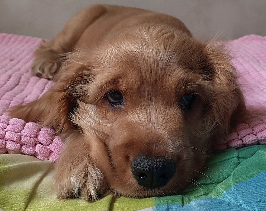 ГОТОВЫ к продаже щенки АНГЛИЙСКОГО спаниеля