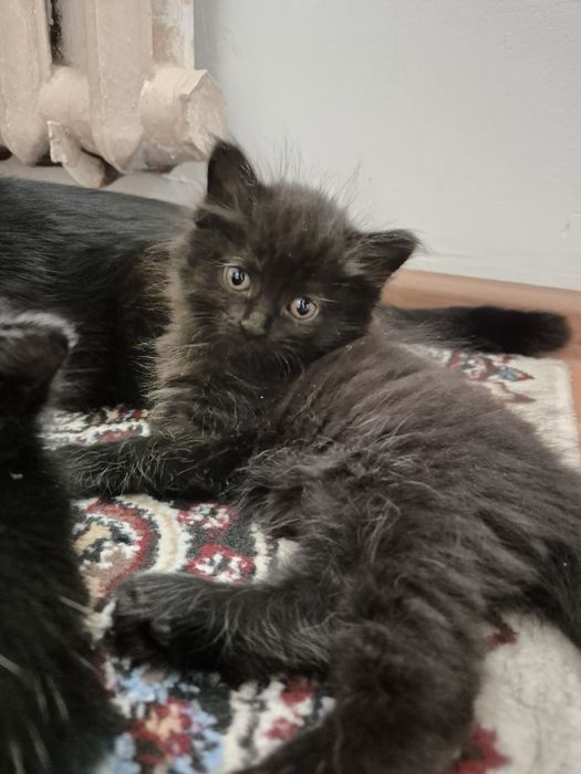 Котёнок маленькие