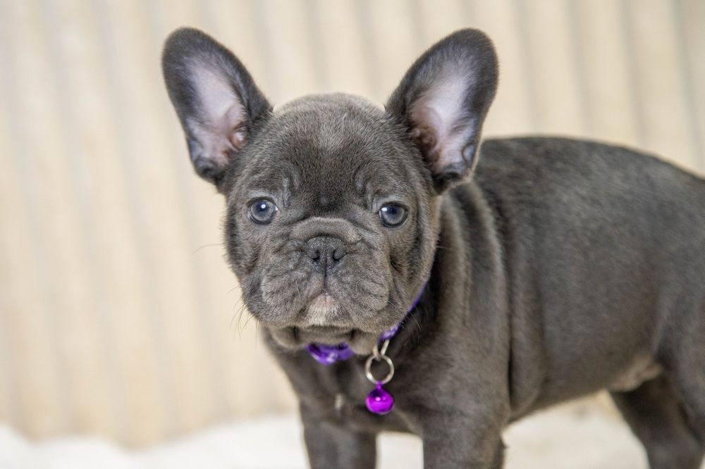 bulldog francez blue