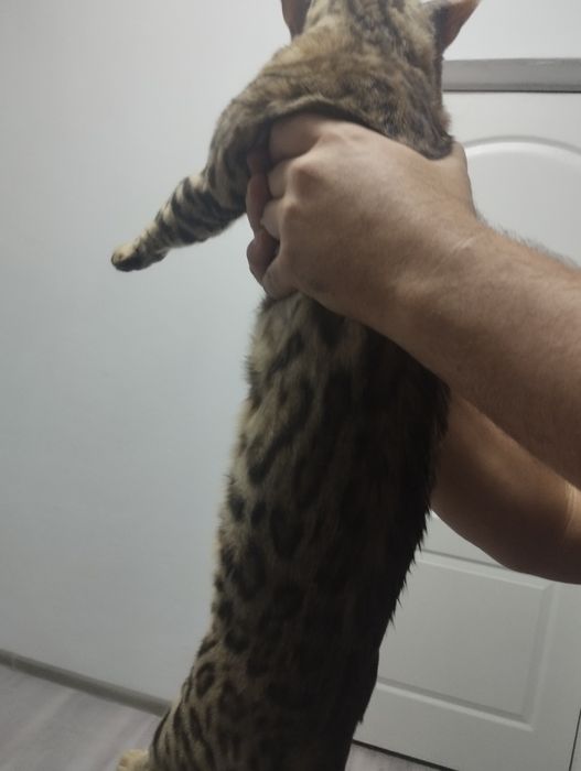 Кошка бенгальские