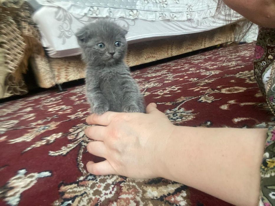 Продам котят породистые