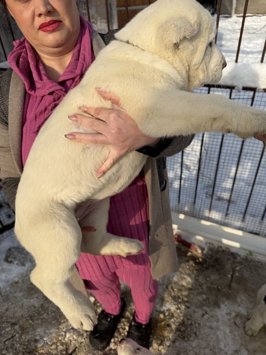 Продам щенков Алабай