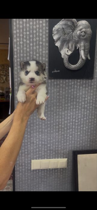 Хаски голубоглазый кобелек