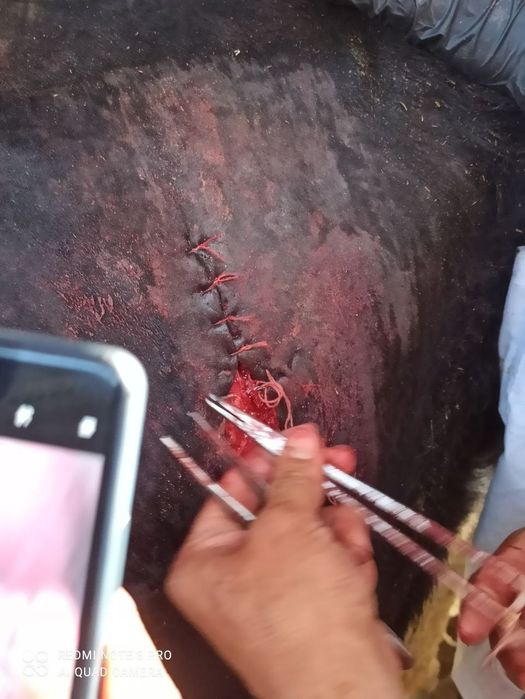 Kafolatli veterinariya xizmati
