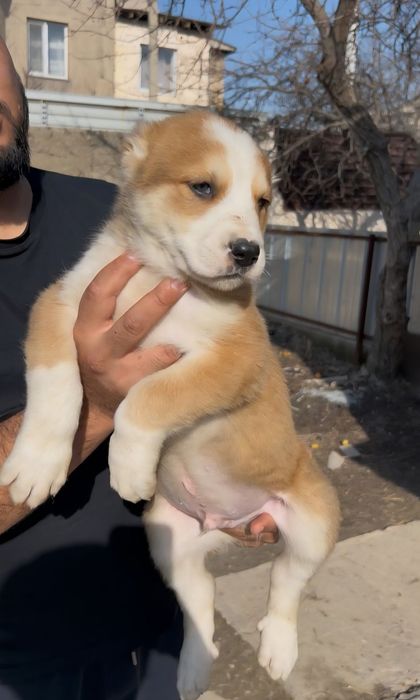 Щенята Алабая (САО)